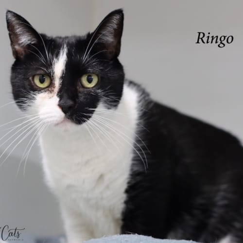 Ringo