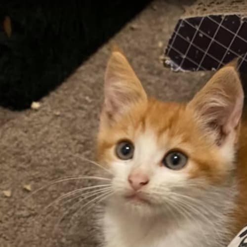 Oliver 