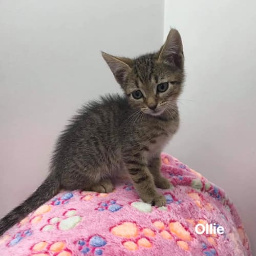 Ollie