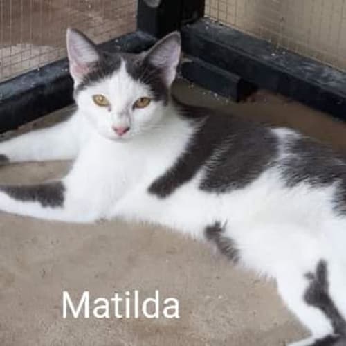 Matilda