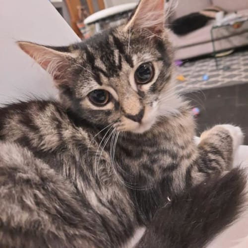 Tasha