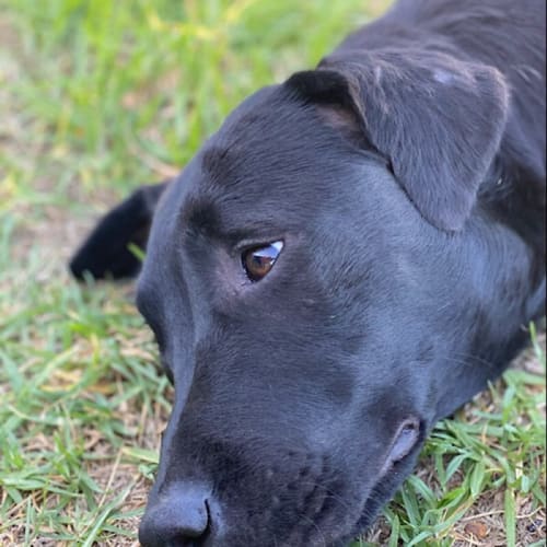 Frankie