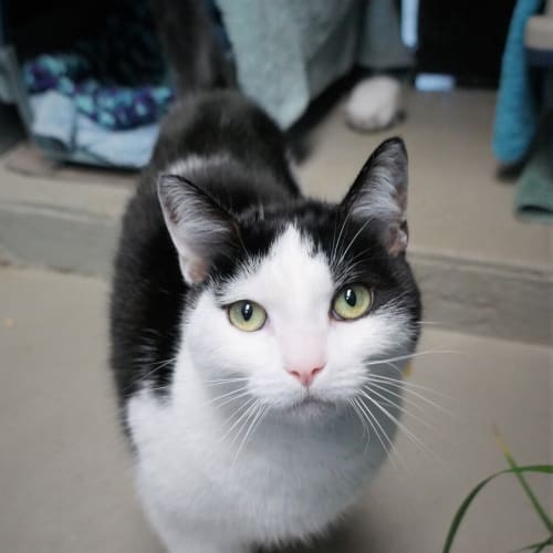 Bertie