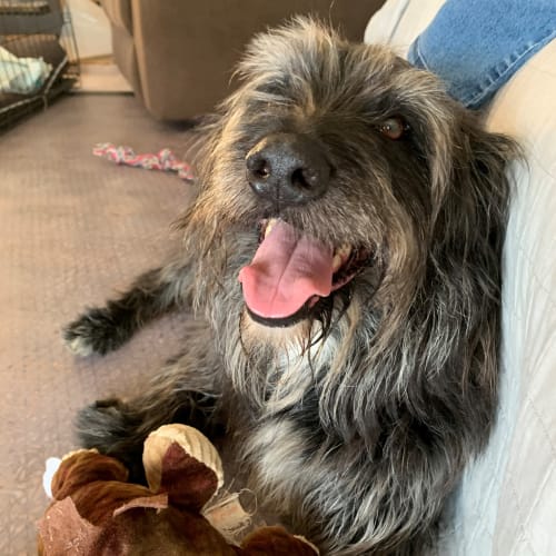 Herbie, 9yo, Bearded Collie x Lab (Trial 13/3/21)
