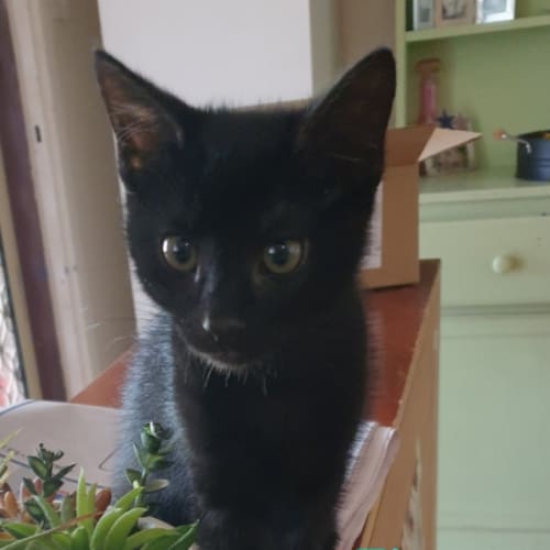 Fiona