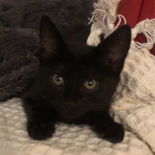 Suki