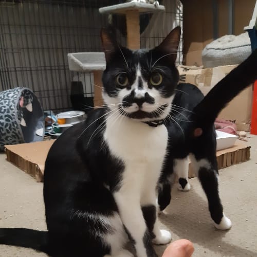 Carlos