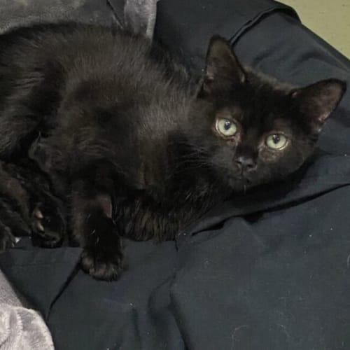 Kat