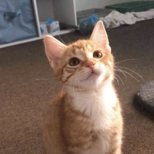 Daphne 