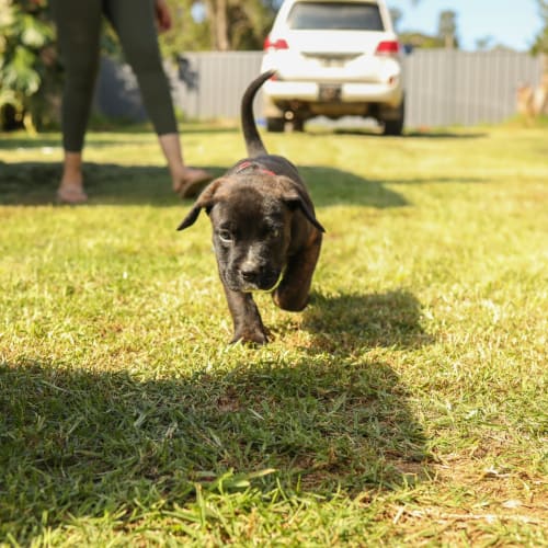 Turner ~ Boxer X Mastiff Puppy(On Trial 12/4/21)