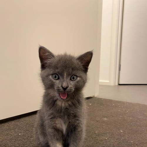 Lyra
