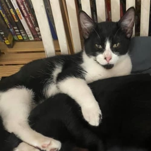 Black and white Female - Reduced Adoption Fee