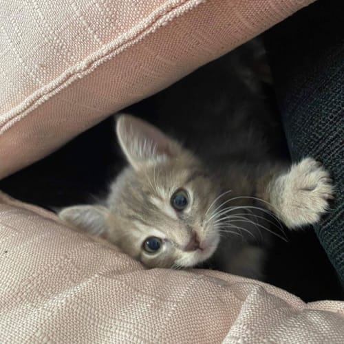 Ash and Pepper