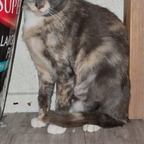 Torti