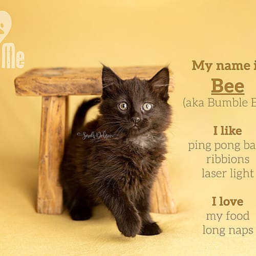 Bee