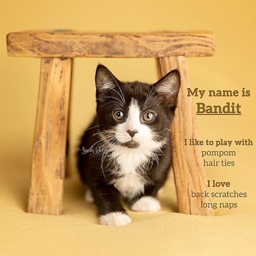 Bandit