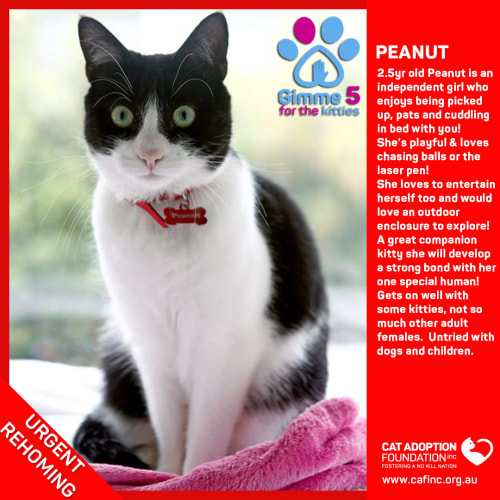 Peanut