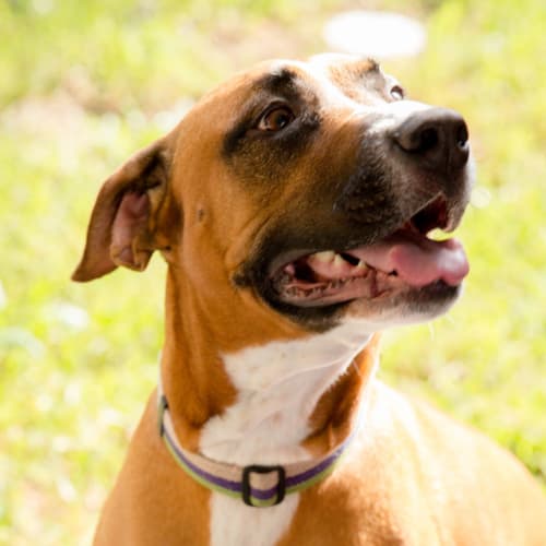 Lily ~ 4yr Old Staffy X (On trial 20/4/21)
