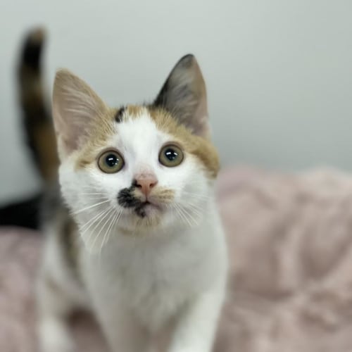 Buffy (Ulverstone Expo)