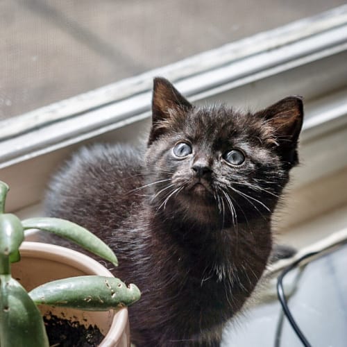 Minuit ~ 7 week old (on trial 16/04/2021)