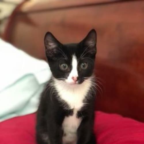 Tuxedo