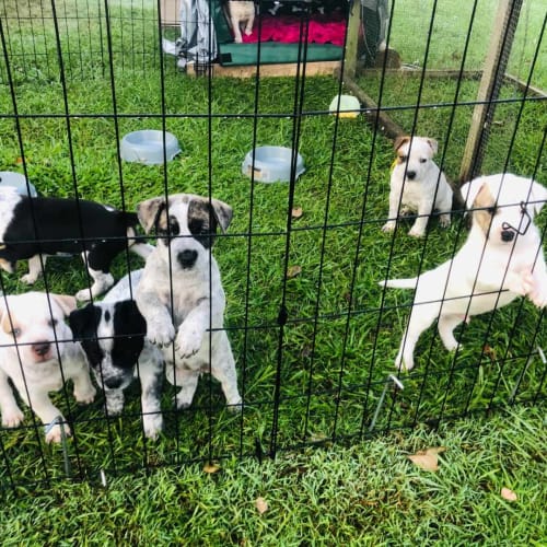 Expression of interest 