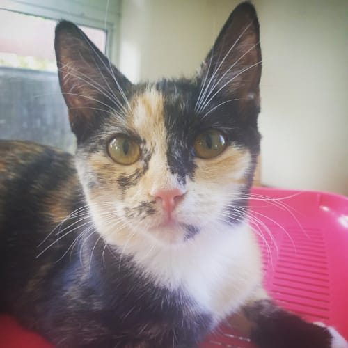Dottie