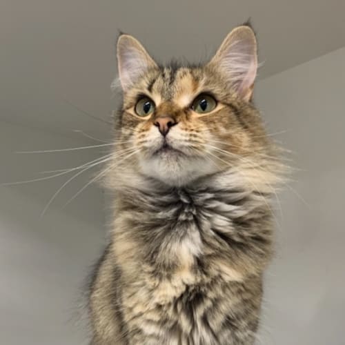 Rosie