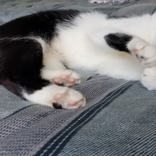 Pebbles