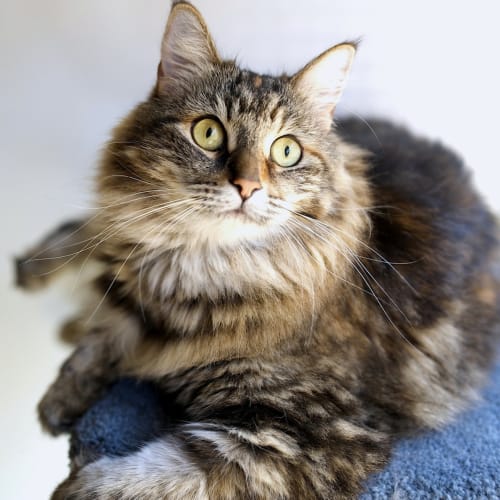 Electra