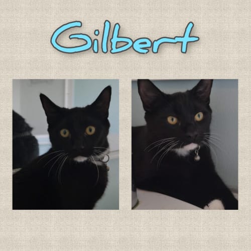 No photo for Gilbert 