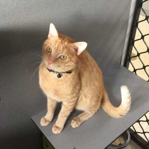 Sir Maximus De Purry