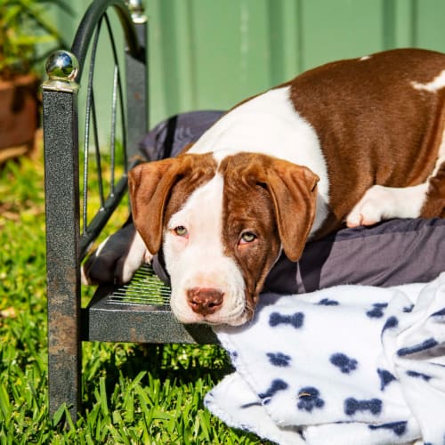 Arnie ~ Staffy X Mastiff Puppy(on trial 25/4/21)