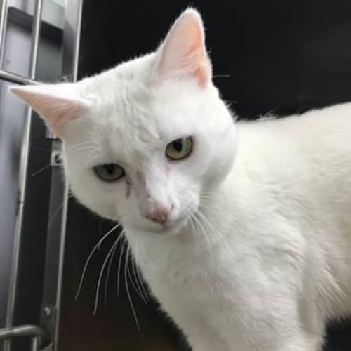 The White Prince