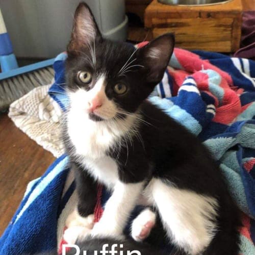 Puffin
