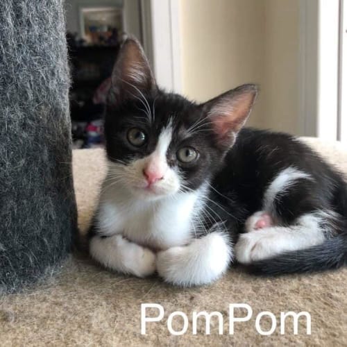 PomPom