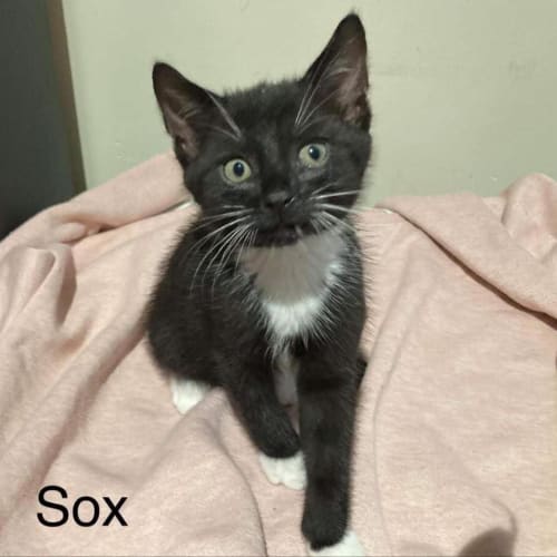 Sox