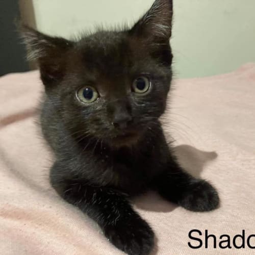 Shadow