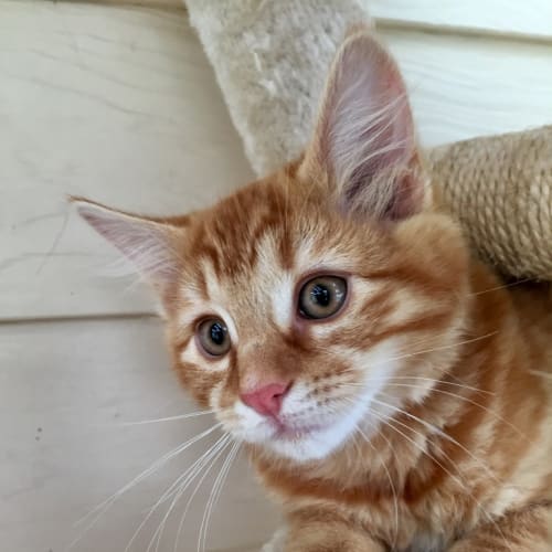 Pumpkin