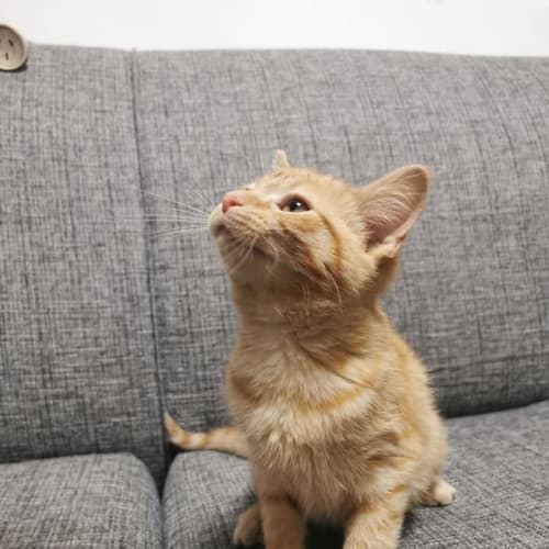 Mia