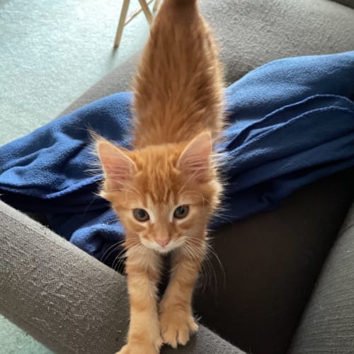 KitKit- available from 22/4/2021