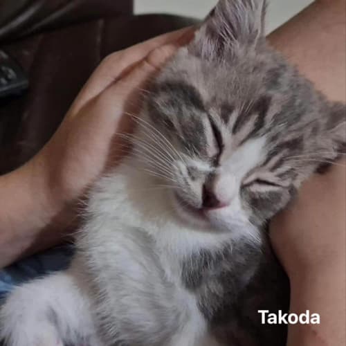 Takoda