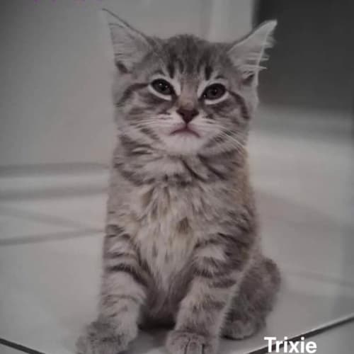Trixie