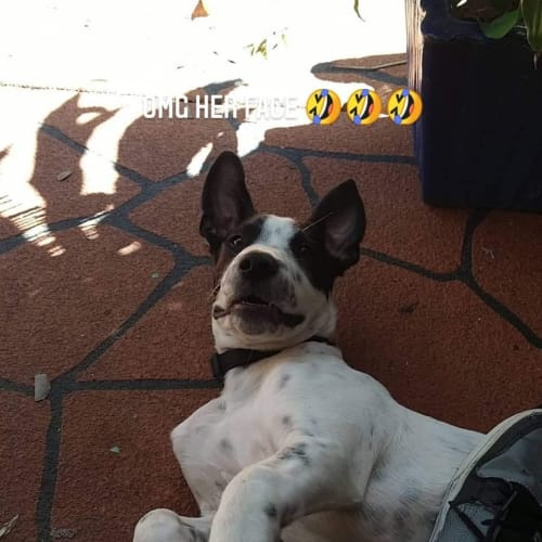 No photo for Stella