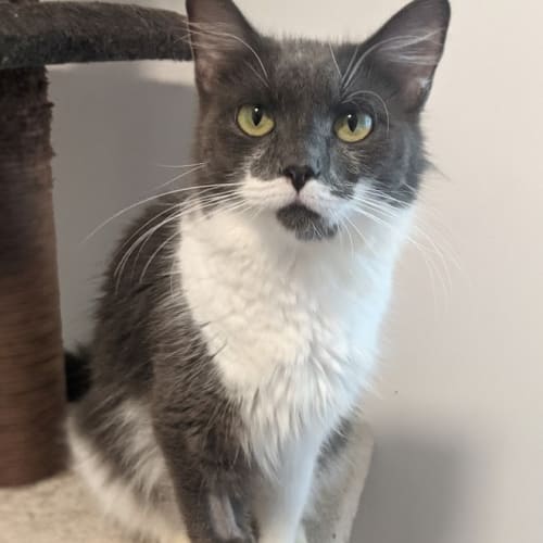 Ella