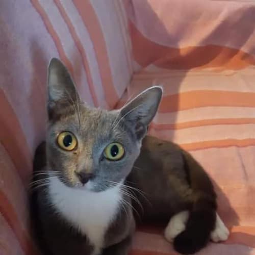 Eloise
