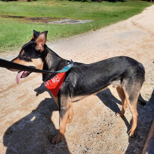 Teddy ~ 9mo Kelpie X(On Trial 2/7/21)