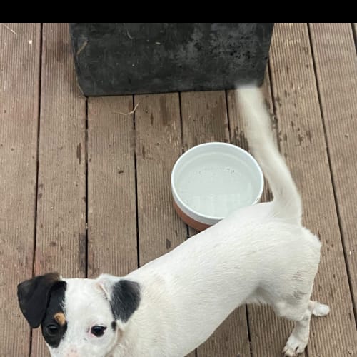 Blue & Bear bonded pair