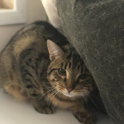 Lenny (Petstock)