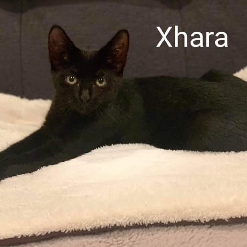Xhara